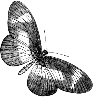 Monochrome Butterfly Art