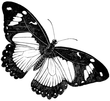 Monochrome Butterfly Illustration