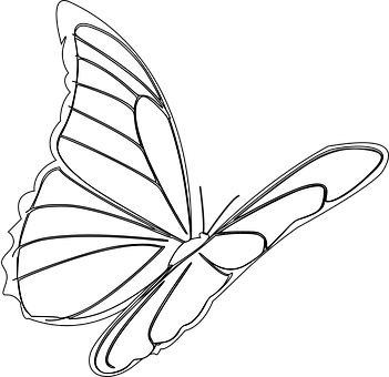 Monochrome Butterfly Illustration