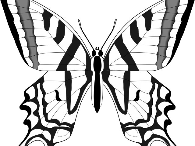 Monochrome Butterfly Outline