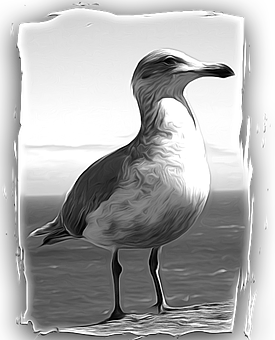Monochrome Seagull Portrait PNG with transparent background