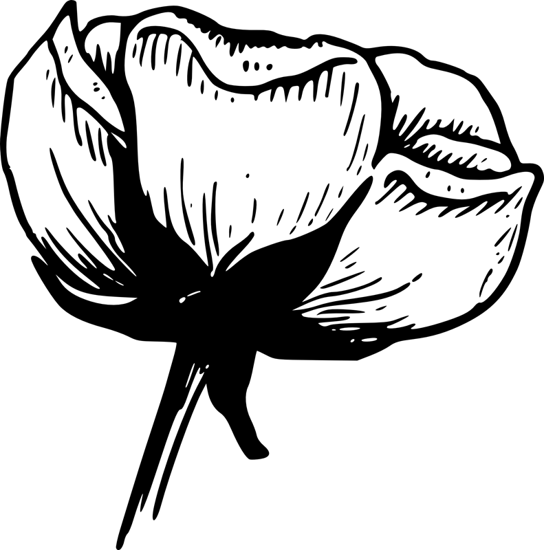 Monochrome_ Sketch_of_ Flower PNG image with a transparent background, free high-resolution download