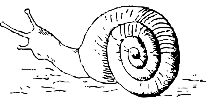 Monochrome Snail Shell Illustration