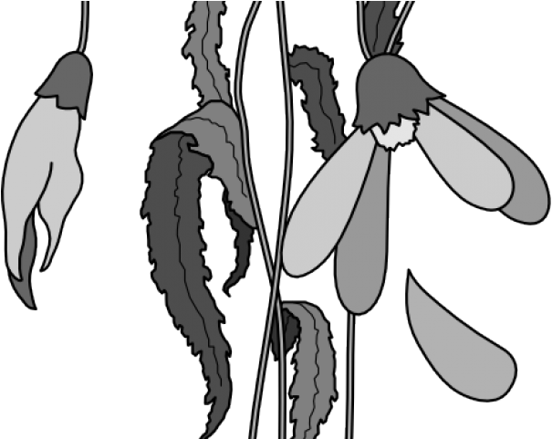 Monochrome Snowdrop Illustration PNG image with a transparent background, free high-resolution download