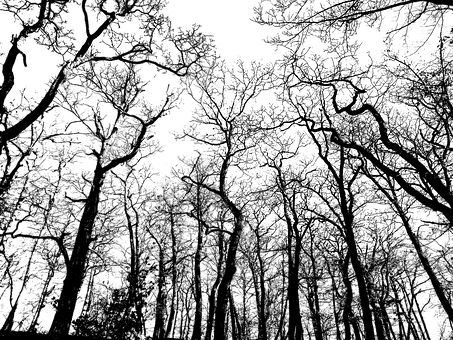 Monochrome_ Treetop_ Silhouettes PNG with transparent background