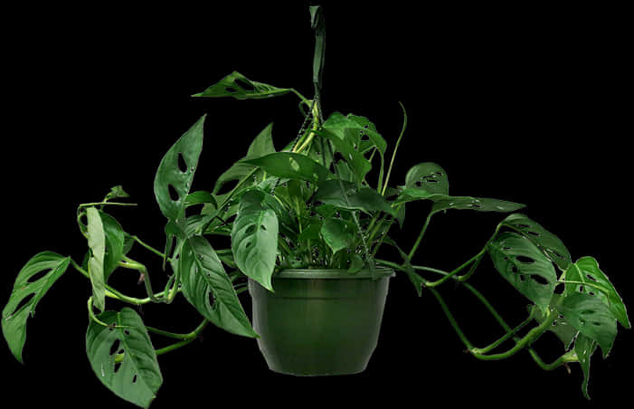 Monstera Hanging Plant Care, HD Png Download PNG with transparent background