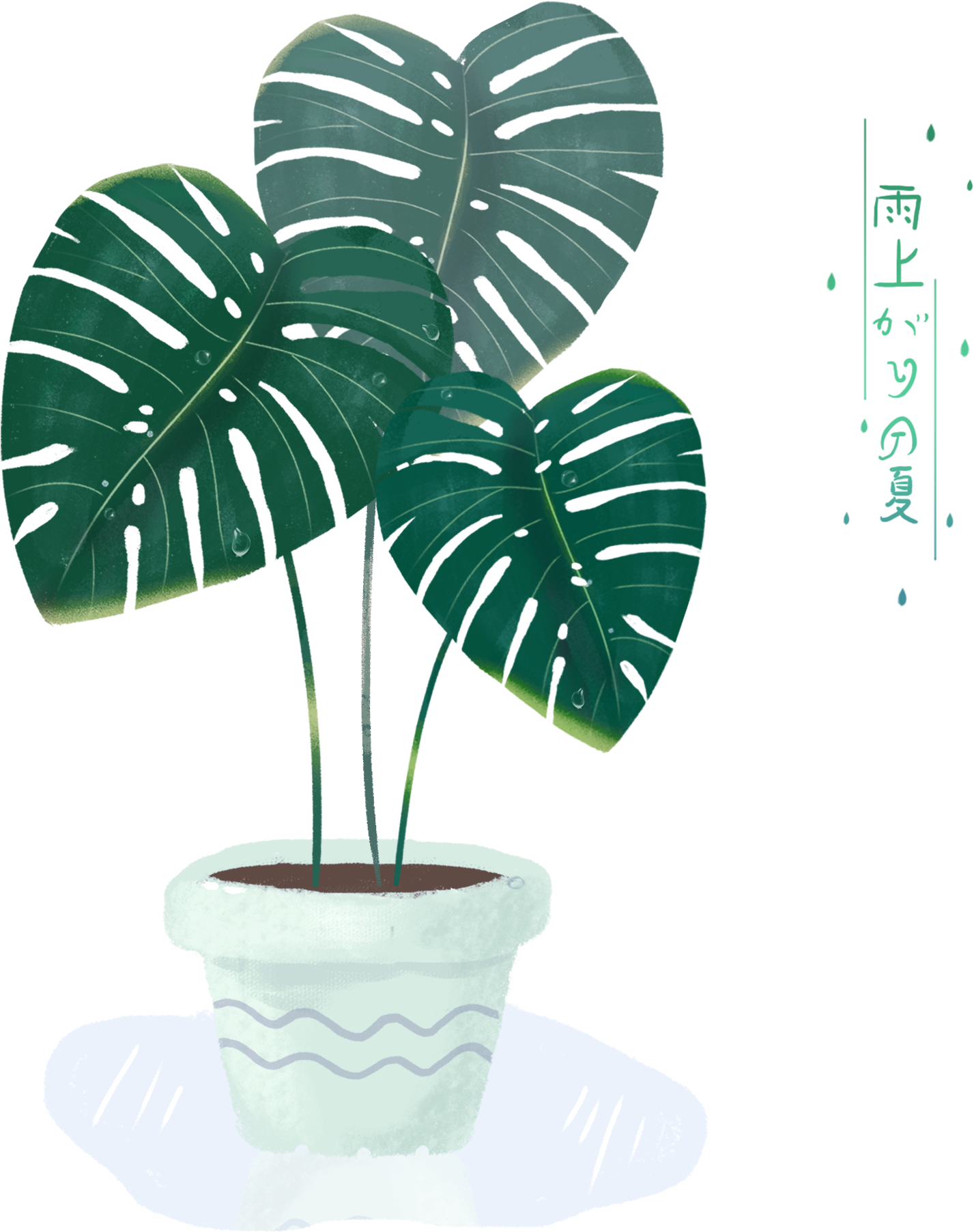 Monstera Deliciosa Illustration PNG with transparent background