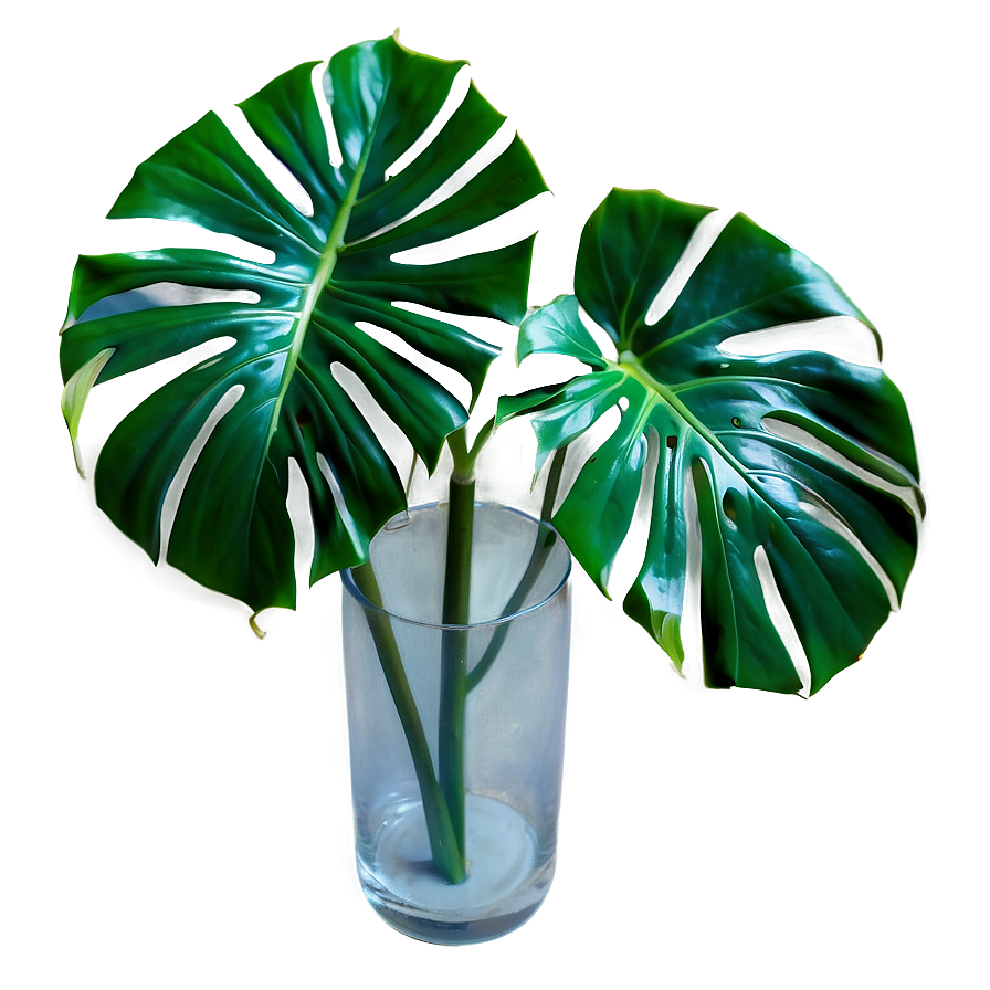 Monstera Deliciosa In Nature Png Pnx