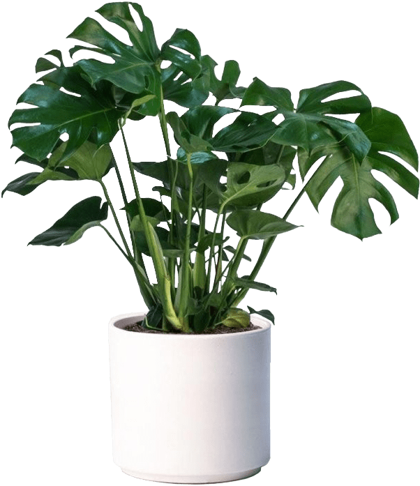 Monstera Deliciosa Indoor Plant Pot PNG with transparent background