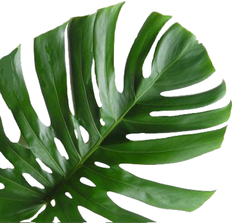 Monstera Deliciosa Leaf PNG with transparent background