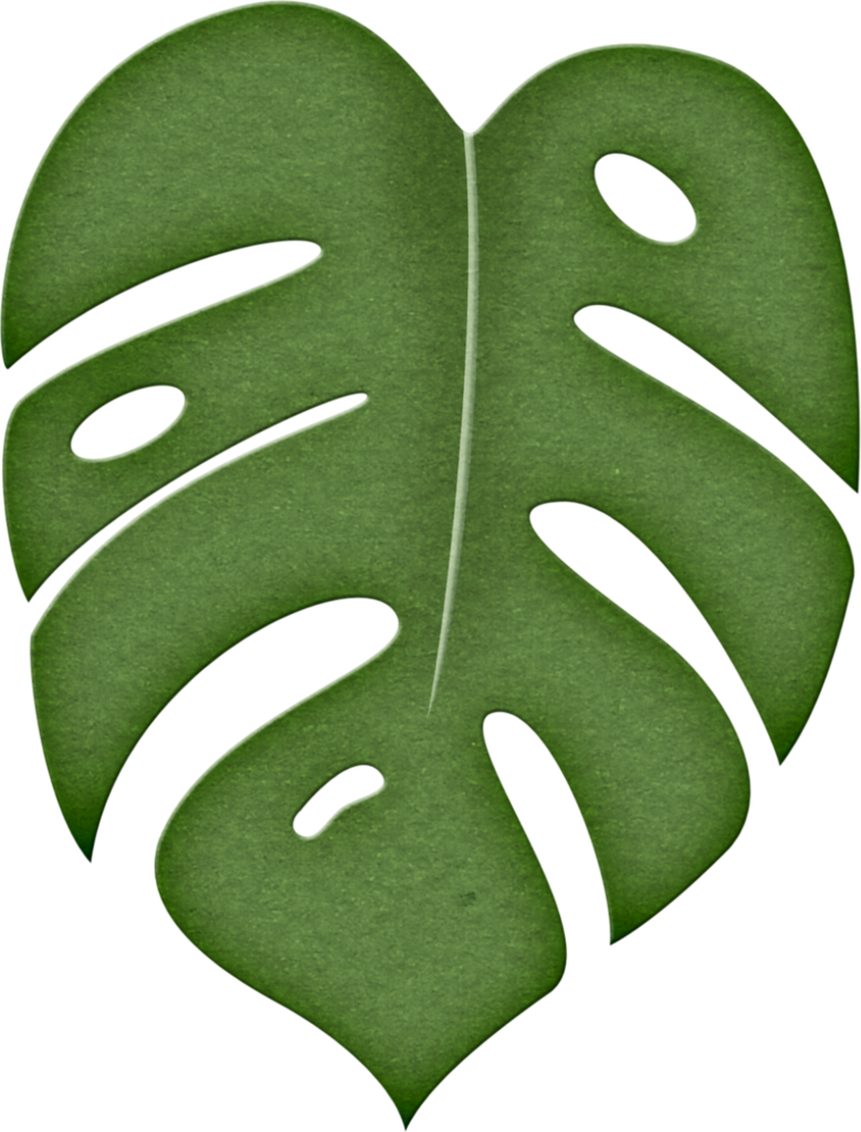 Monstera Deliciosa Leaf Illustration PNG with transparent background