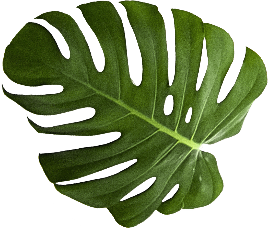 Monstera Deliciosa Leaf Isolated PNG with transparent background