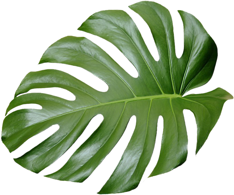Monstera Deliciosa Leaf Isolated PNG with transparent background