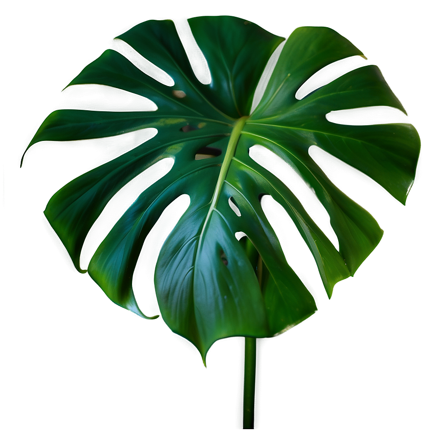 Monstera Deliciosa Leaf Png 33