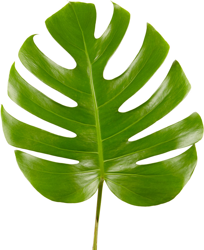 Monstera Deliciosa Leaf PNG with transparent background