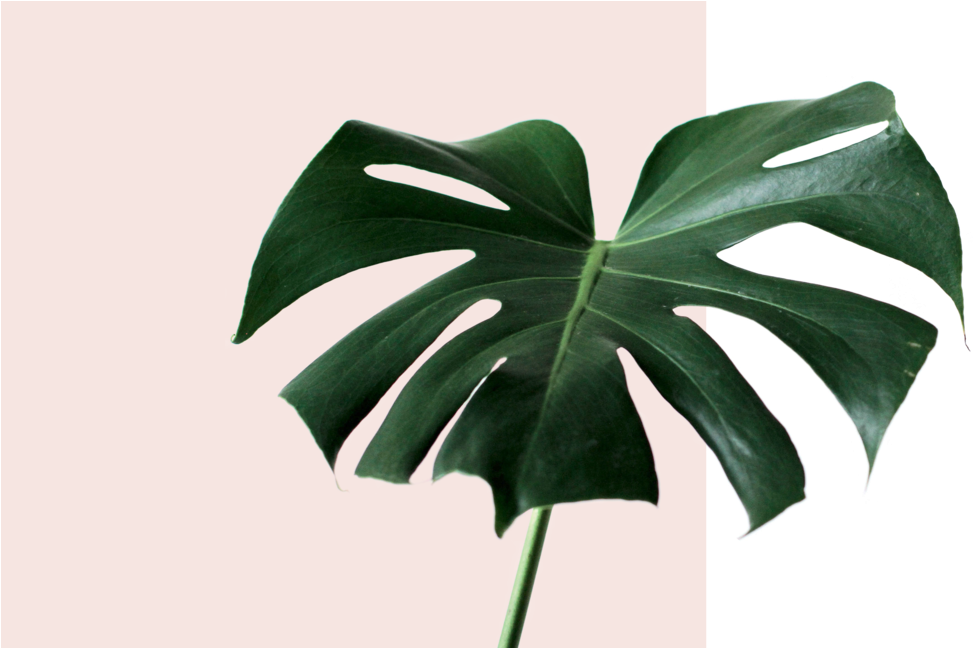 Monstera Deliciosa Leaf PNG with transparent background