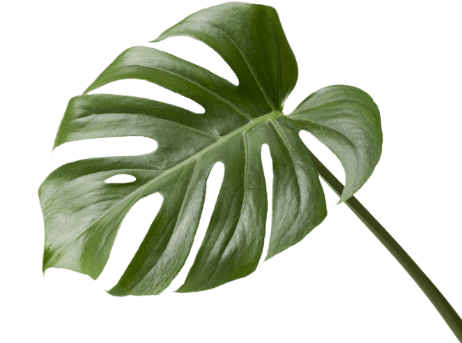 Monstera Deliciosa Leaf PNG with transparent background