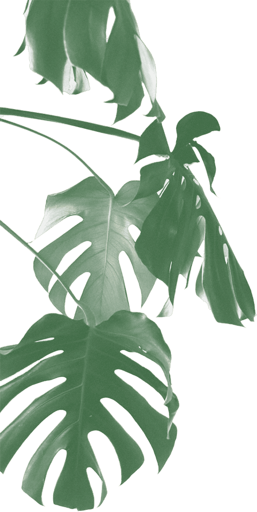 Monstera Deliciosa Leaves Transparent Background PNG with transparent background