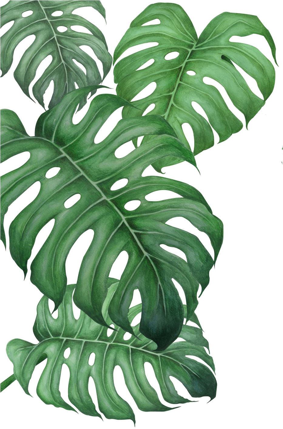 Monstera Deliciosa Leaves Transparent Background PNG with transparent background