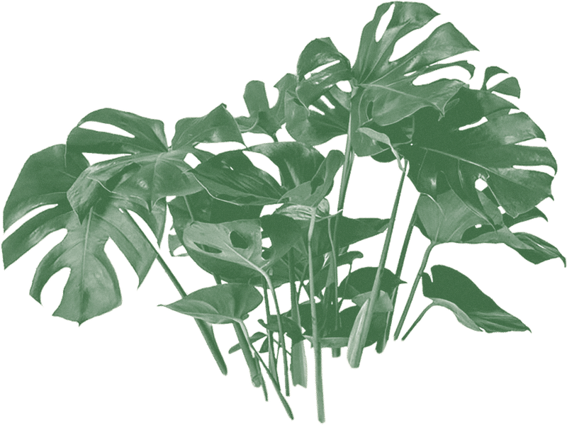 Monstera Deliciosa Leaves Transparent Background PNG with transparent background