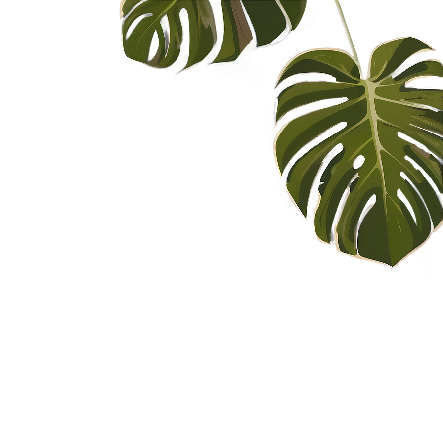 Monstera Deliciosa Vector Png 05232024