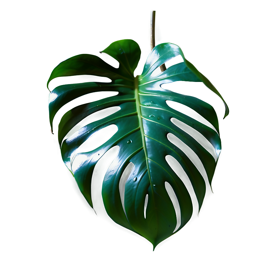 Monstera Leaf In Natural Light Png 05232024