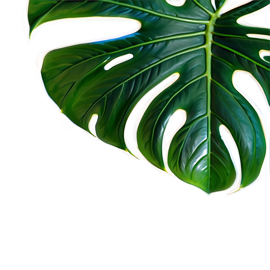 Monstera Leaf In Natural Light Png 90