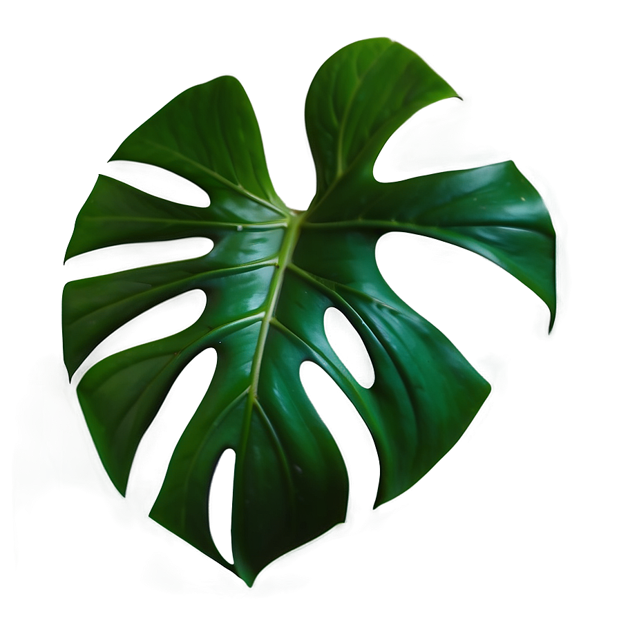 Monstera Leaf Transparent Background Png 05232024