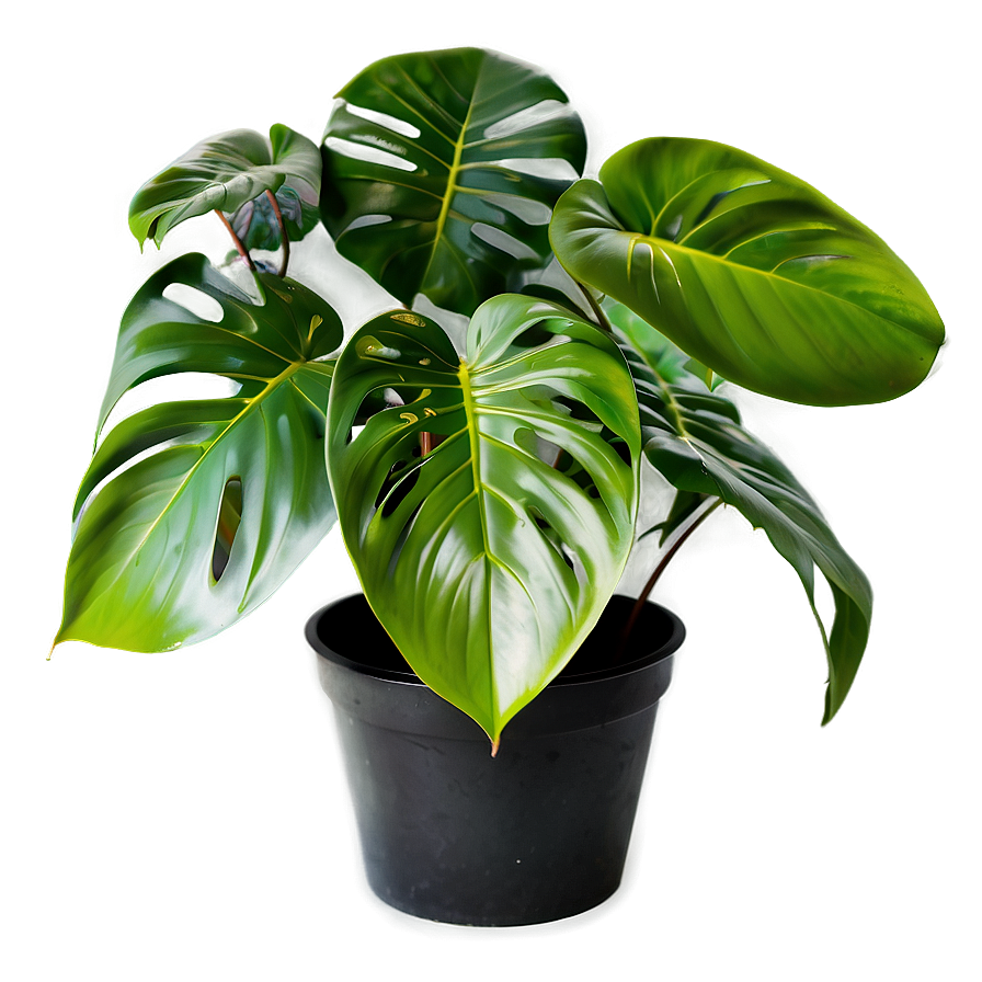 Monstera Plant C