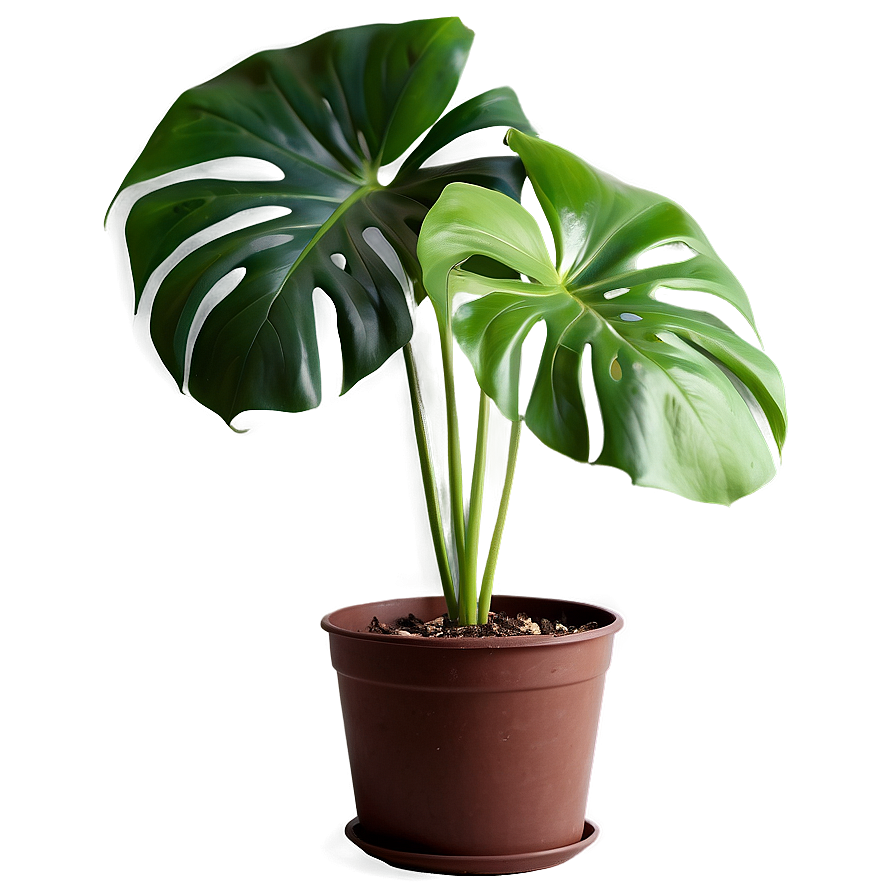 Monstera Plant Indoor Png Ahh13