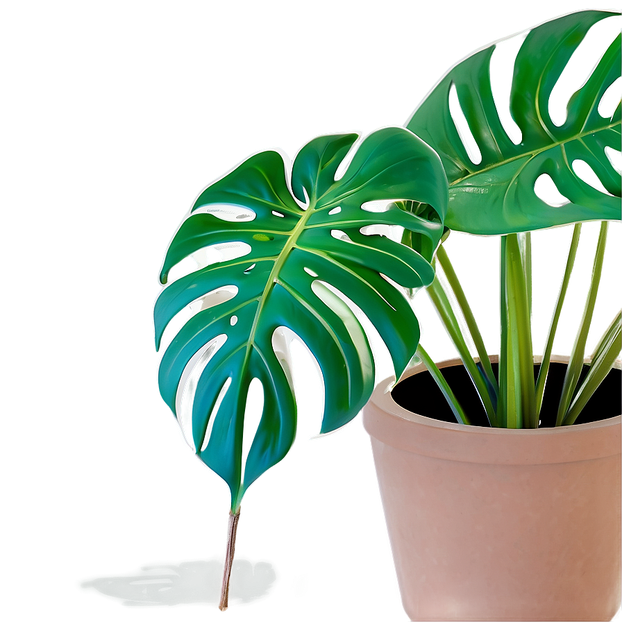 Monstera Plant Pot Png 34