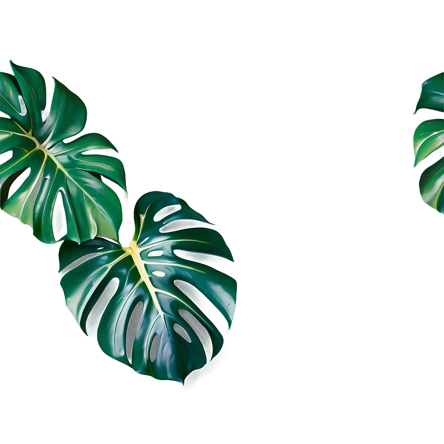 Monstera Plant Top View Png Pyy