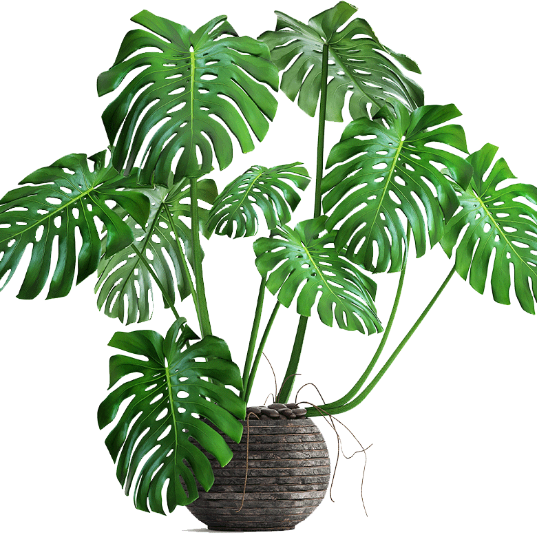 Monstera Plantin Woven Pot PNG with transparent background