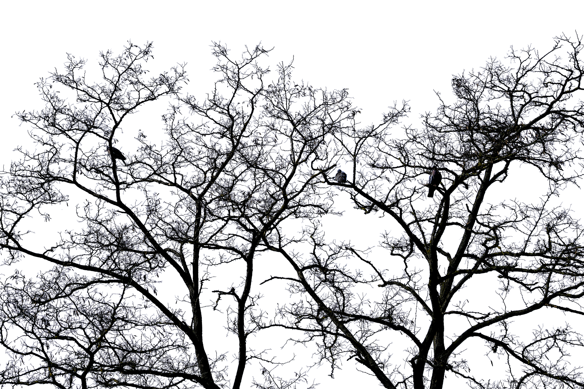 Moonlit Bare Trees Night Sky