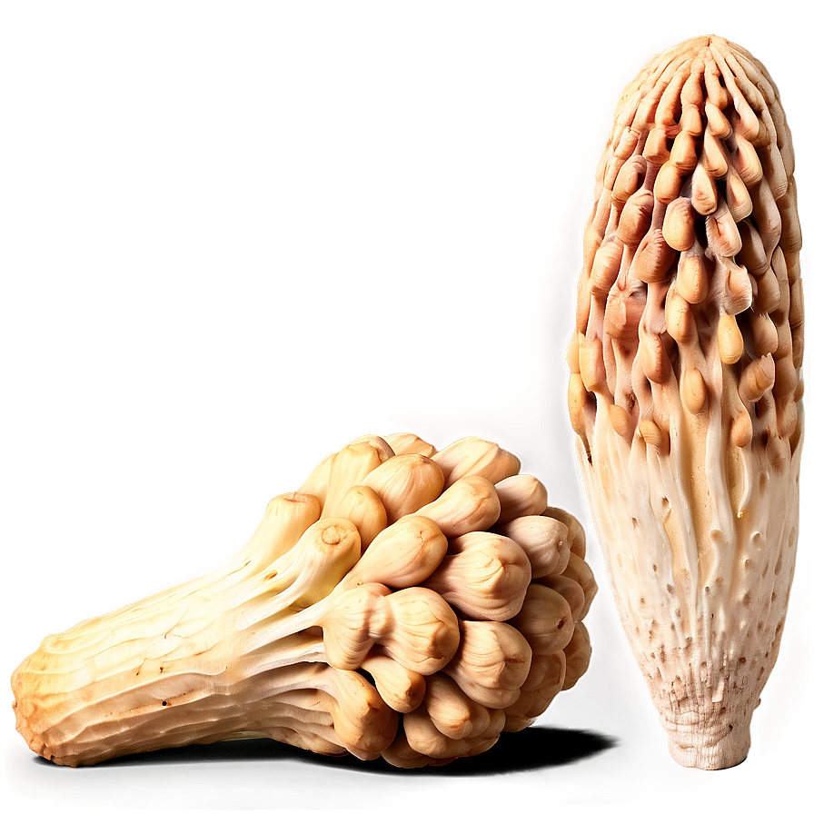 Morel Mushroom PNG 06242024 PNG image with a transparent background, free high-resolution download