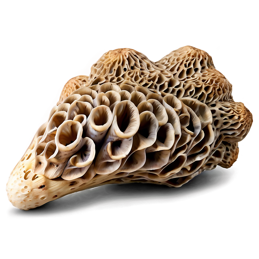 Morel Mushroom PNG gdu PNG image with a transparent background, free high-resolution download