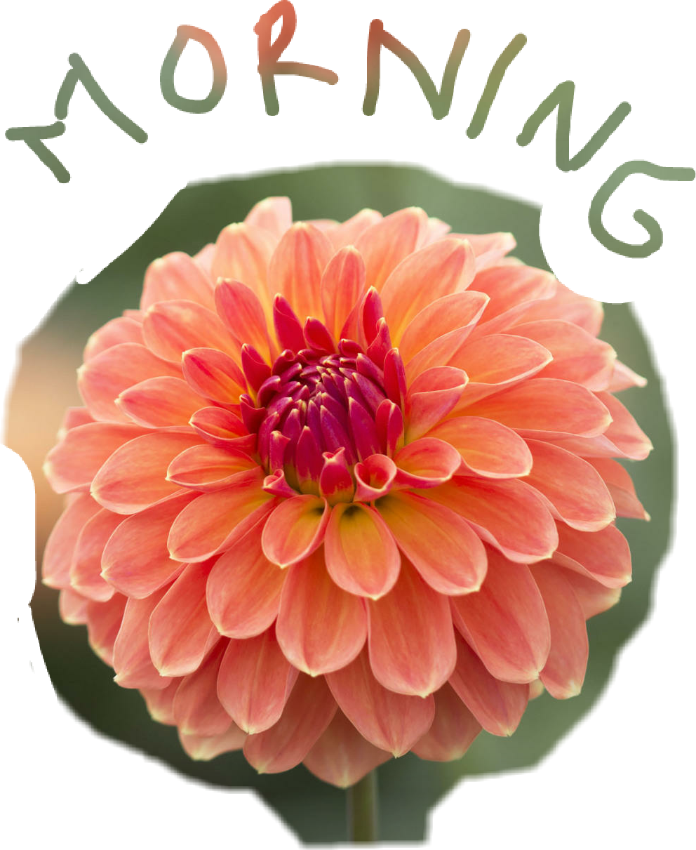 Morning Dahlia Flower