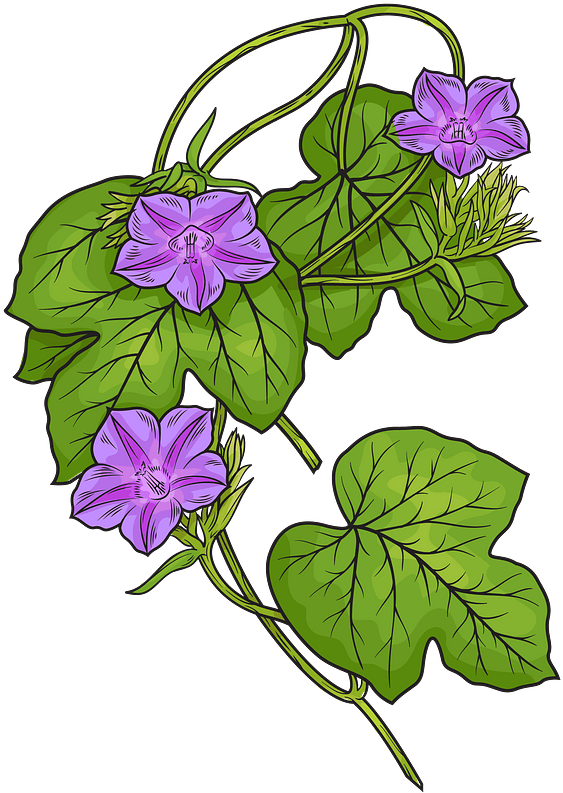 Fig Leaved Morning Glory Clipart - Morning Glory Plant Clipart, HD Png Download PNG with transparent background