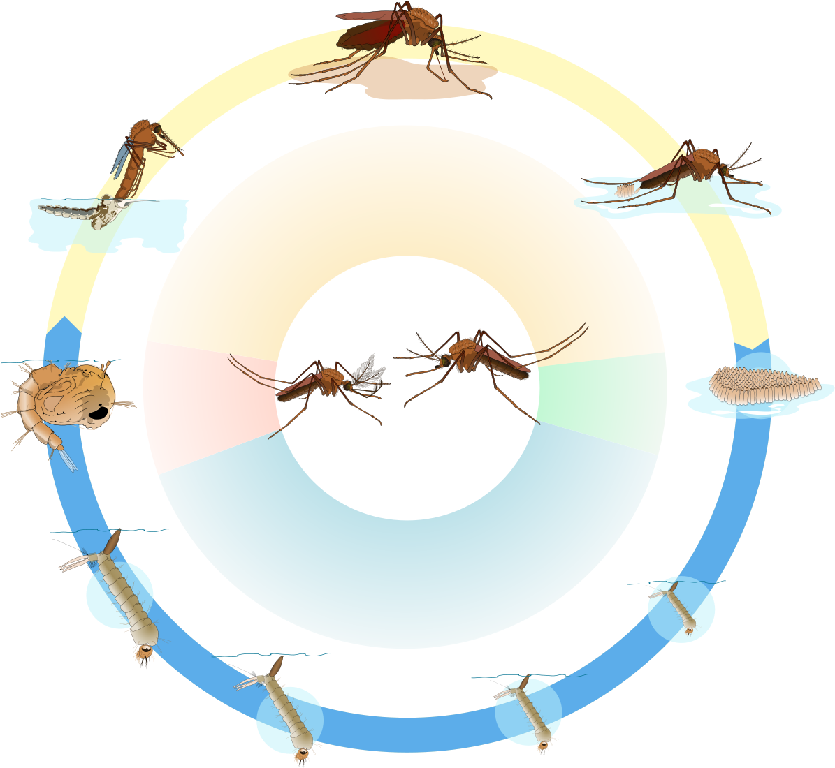 Long Does A Mosquito Live, HD Png Download PNG with transparent background