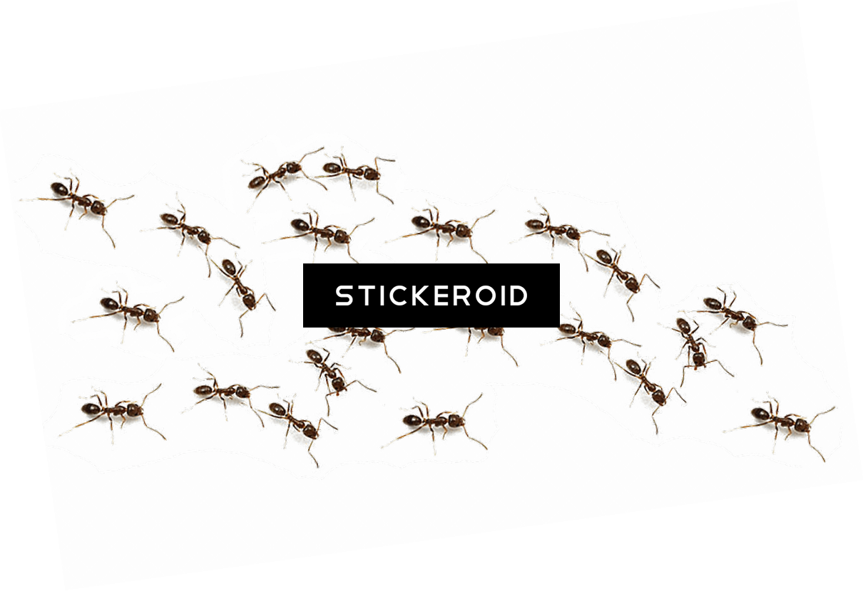 Ant Ants Insects - Mosquito, HD Png Download PNG with transparent background