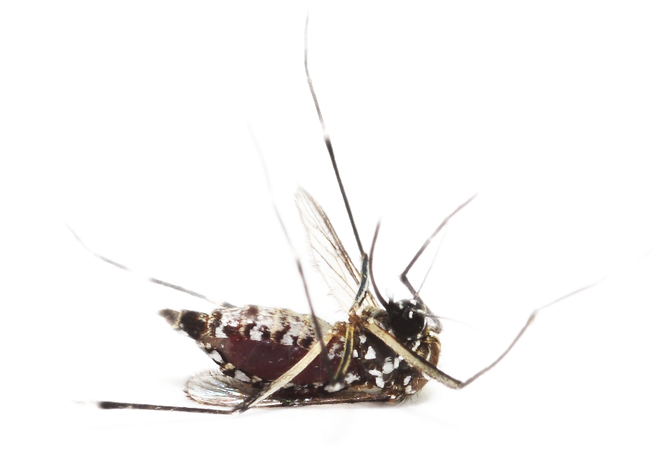 Dengue Mosquito Pics Without Back Ground, HD Png Download PNG with transparent background