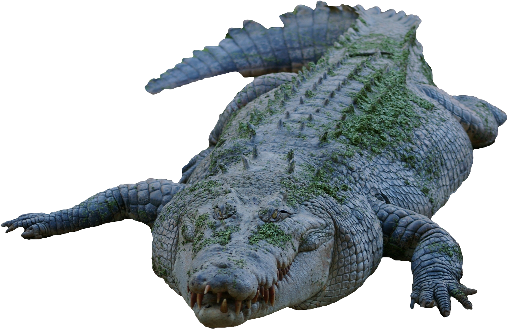 Crocodile Png Image - Transparent Crocodile, Png Download PNG with transparent background