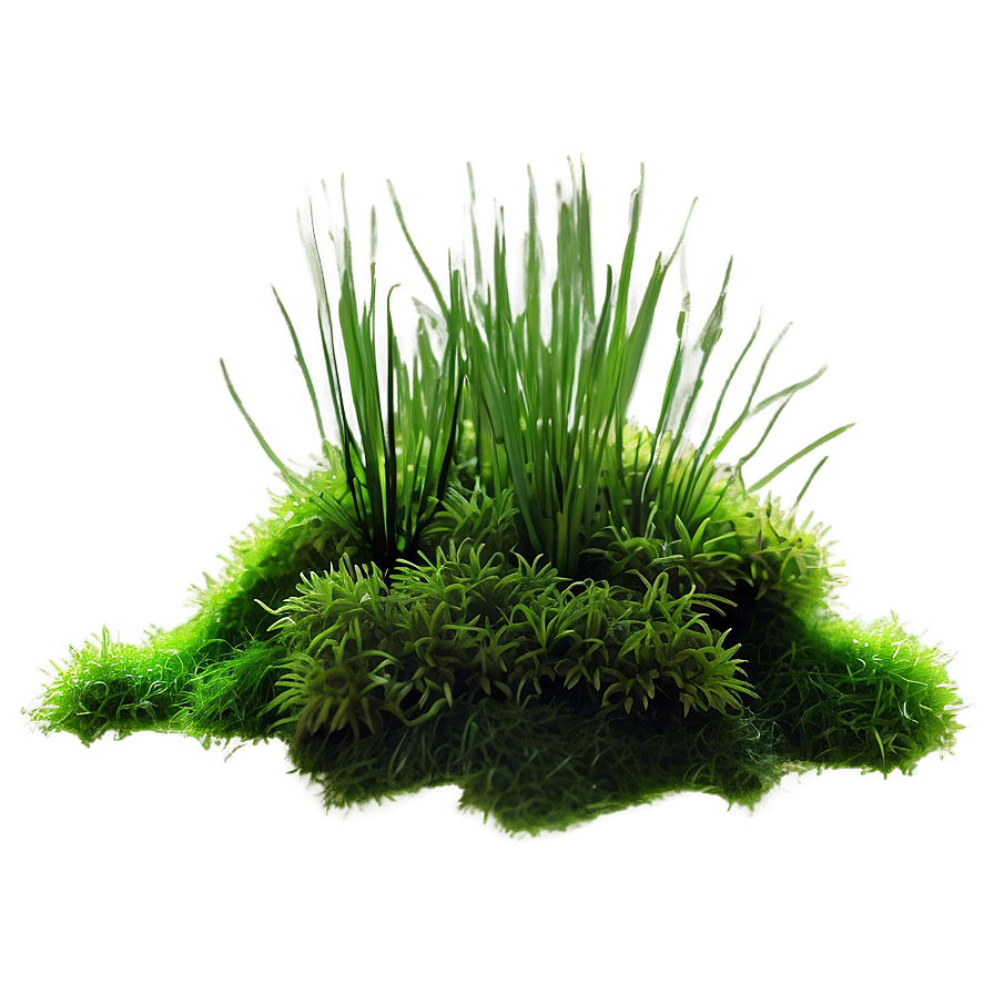 Moss Plant Png 05032024