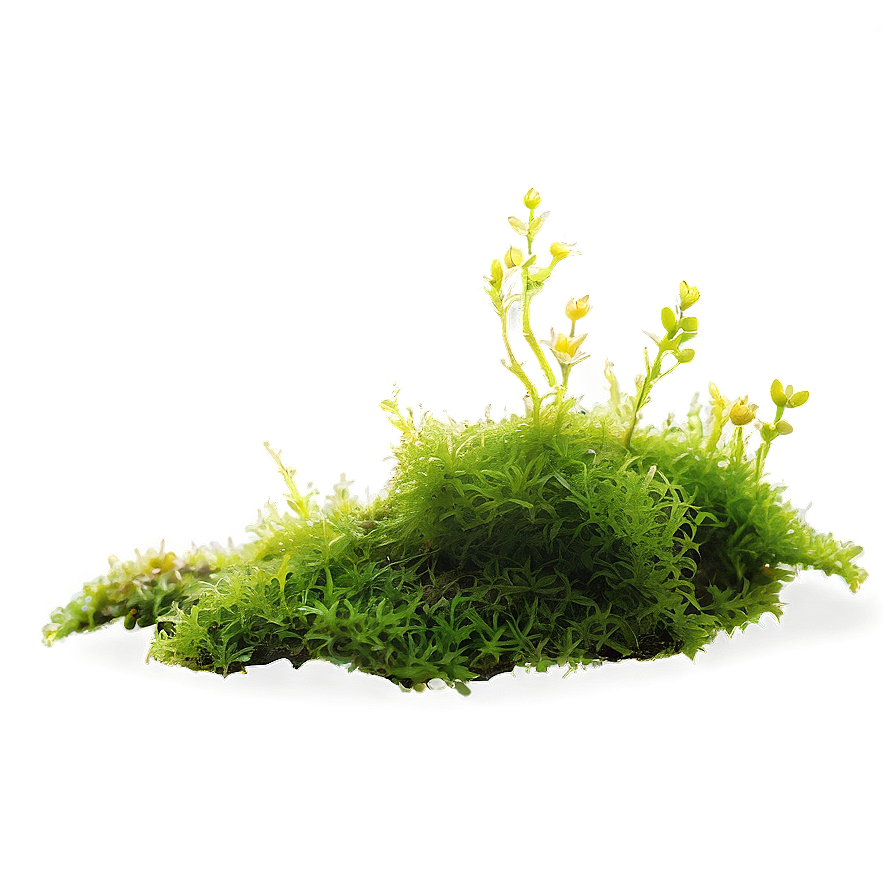 Moss Plant Png Lim