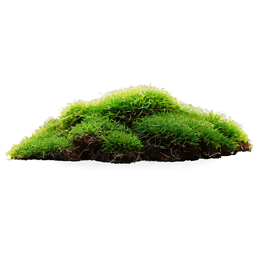 Moss Plants Png 05042024