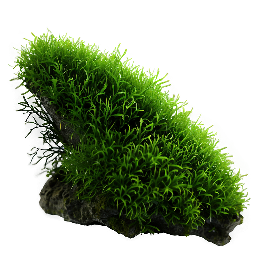 Moss Plants Png Xra