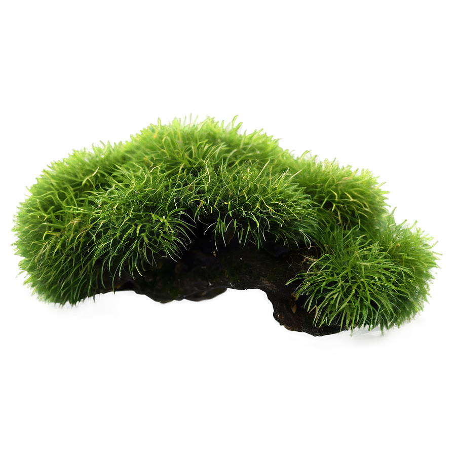 Mossy Bush Png 05252024