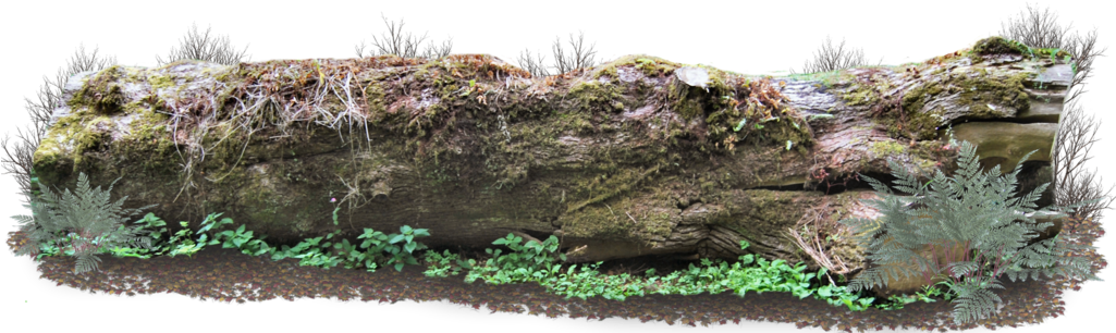 Mossy Forest Log PNG with transparent background