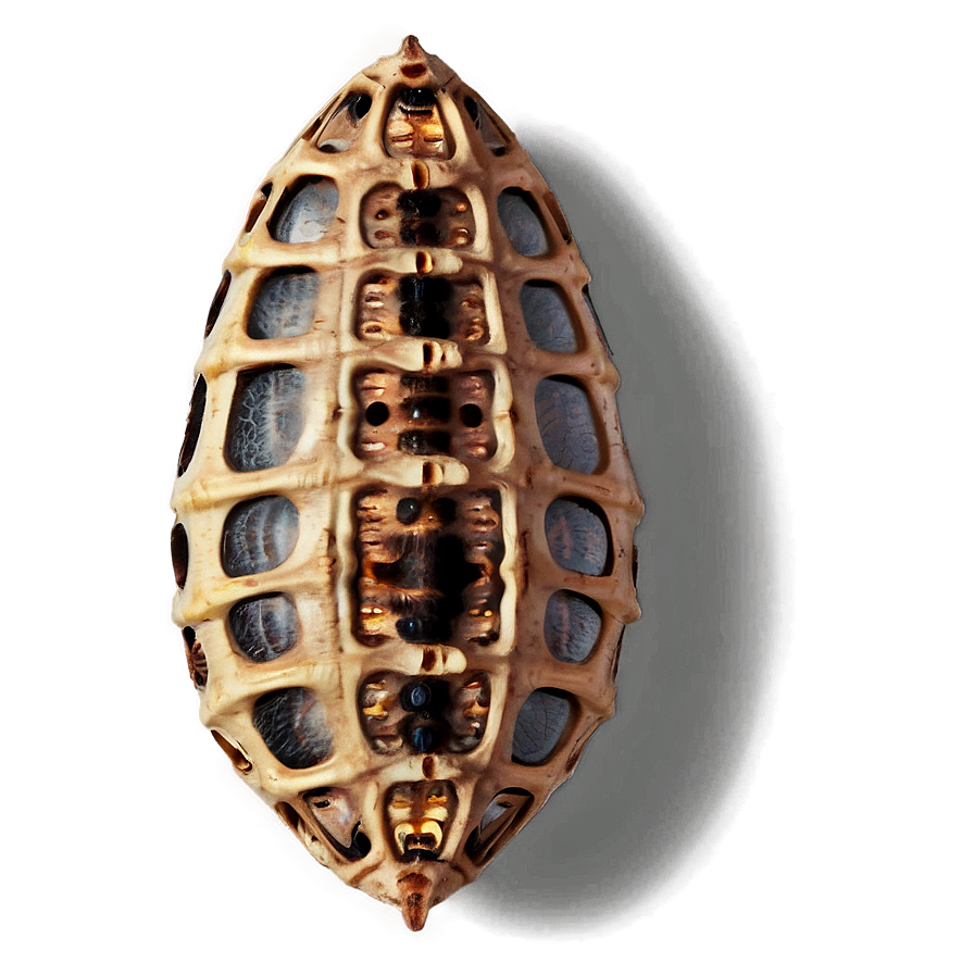 Moth Cocoon Png 39