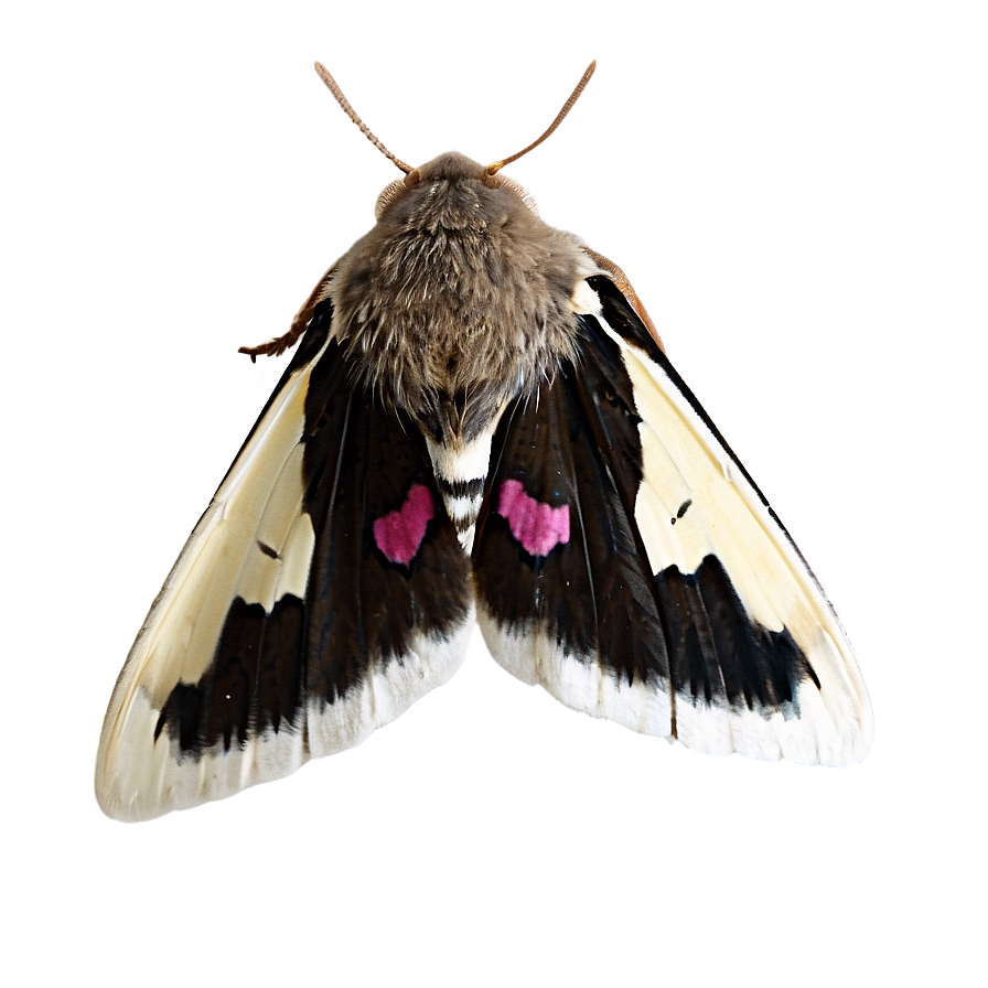 Moth Shadow Png Vfp